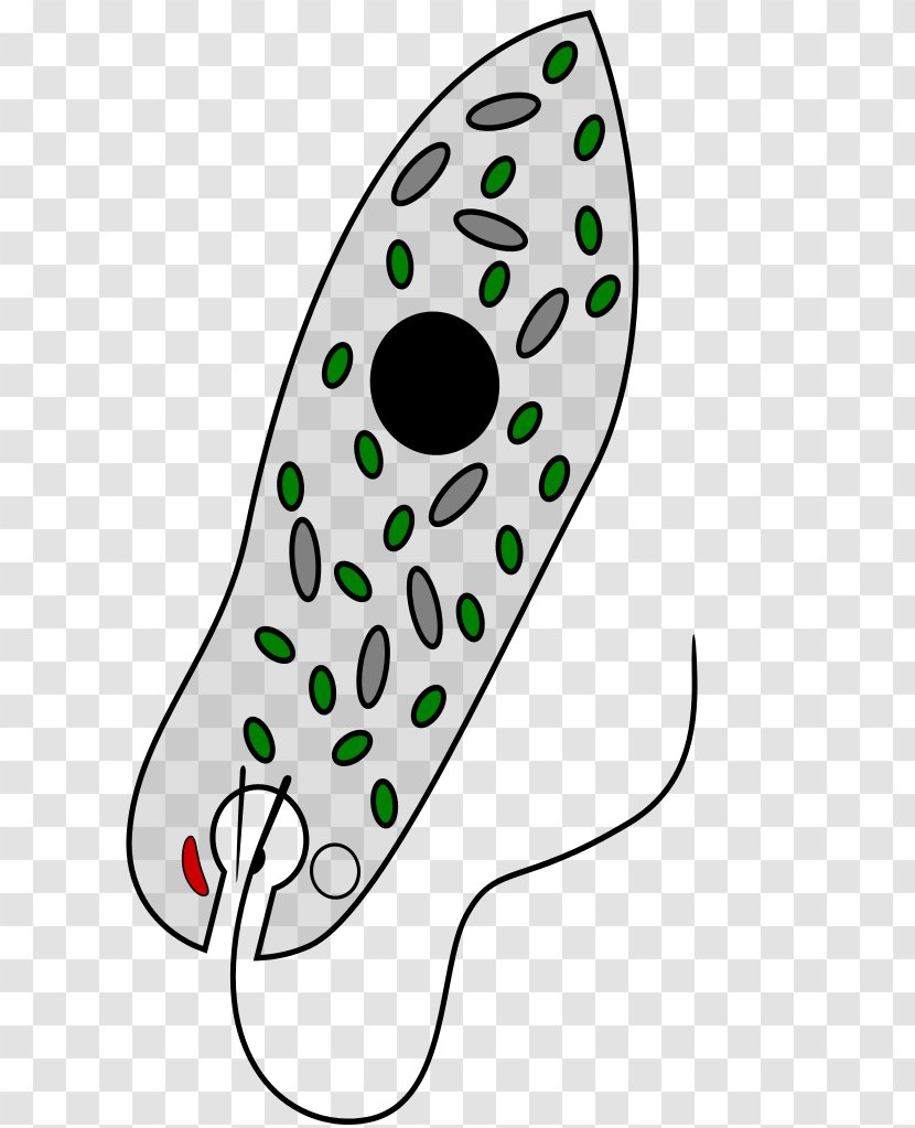 Euglena Viridis Unicellular Organism Protist Euglenozoa Clip Art - Flagellum Transparent PNG