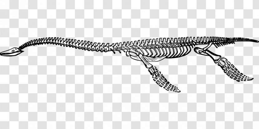 Reptile Plesiosaurus Fossil Extinction - Skeleton - Dinosaur Transparent PNG