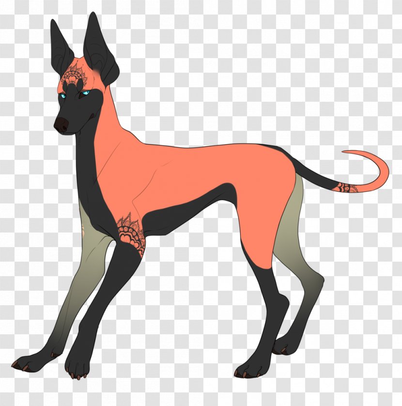 Dog Breed Italian Greyhound Leash - Carnivoran Transparent PNG