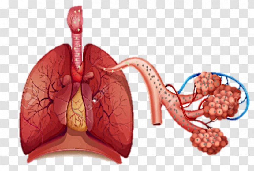 Respiratory System Breathing Respiration Human Body Lung - Frame - Tract Transparent PNG