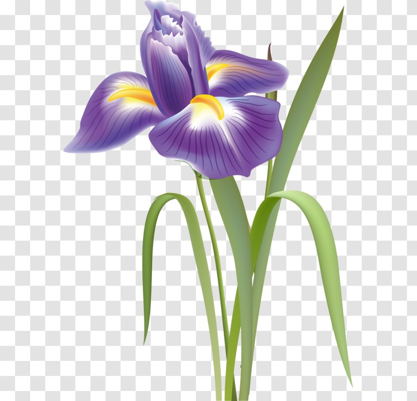 Clip Art Flower Drawing Watercolor Painting Vector Graphics - Iris Versicolor Transparent PNG