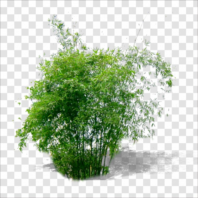 Bamboo Plant Green Transparent PNG