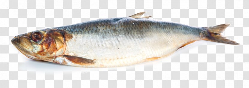 Fish Cartoon - Osmeriformes - Seafood Transparent PNG