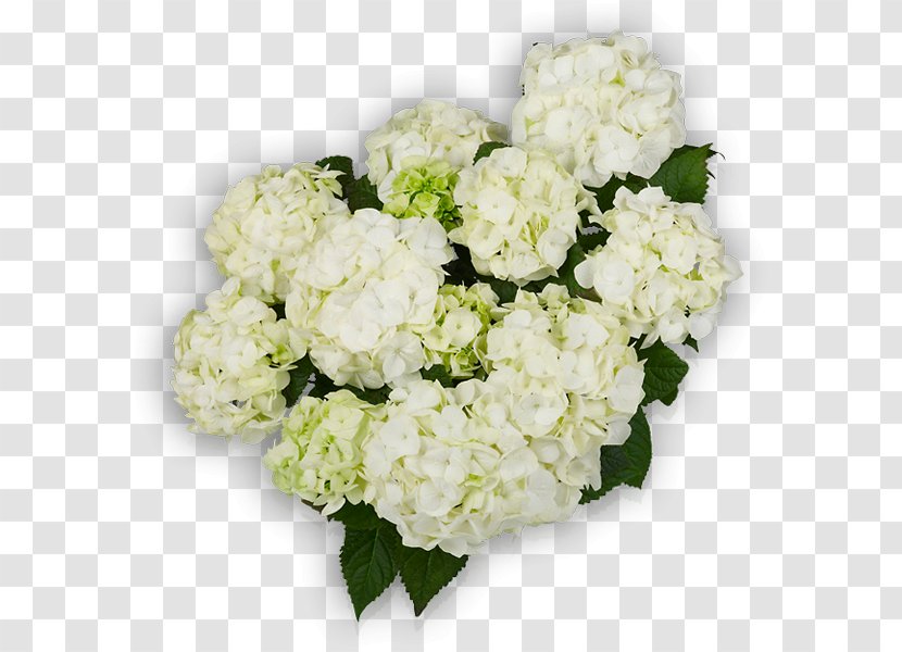Plant French Hydrangea Cut Flowers You+Me - Annual Transparent PNG