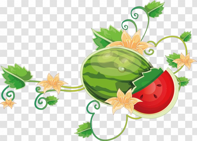 Common Grape Vine Wine Watermelon - Melon - Cartoon Transparent PNG