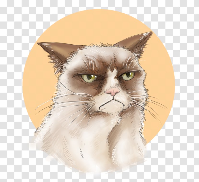 Whiskers Kitten Domestic Short-haired Cat Grumpy Transparent PNG