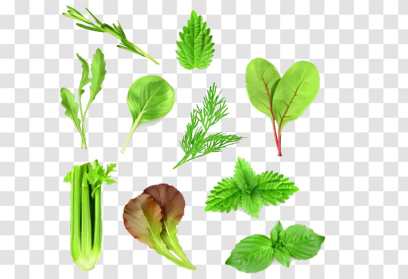 Leaf Vegetable Lettuce Arugula - Spinach - Collection Transparent PNG
