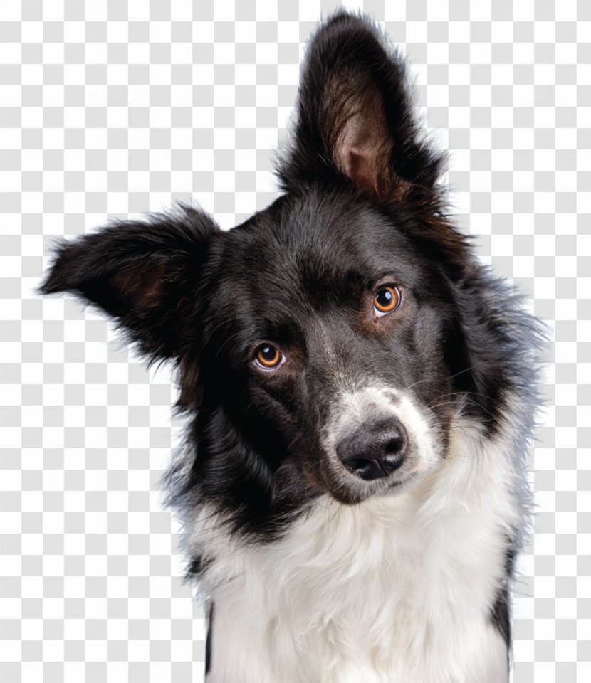 Stabyhoun Border Collie Shiloh Shepherd Dog Breed Rough - Stock Photography - Vet Transparent PNG