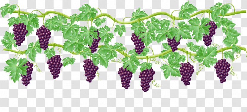 Common Grape Vine Wine Clip Art - Fruit - Vector Painted Grapes Transparent PNG