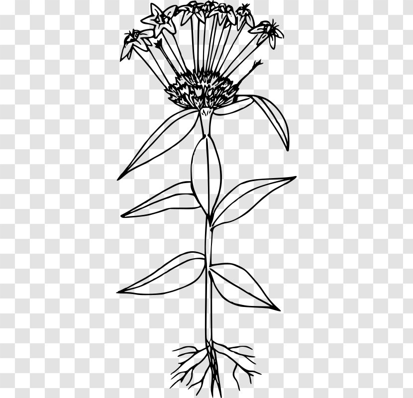 Large-flowered Collomia Line Art Floral Design Drawing - Visual Arts Transparent PNG