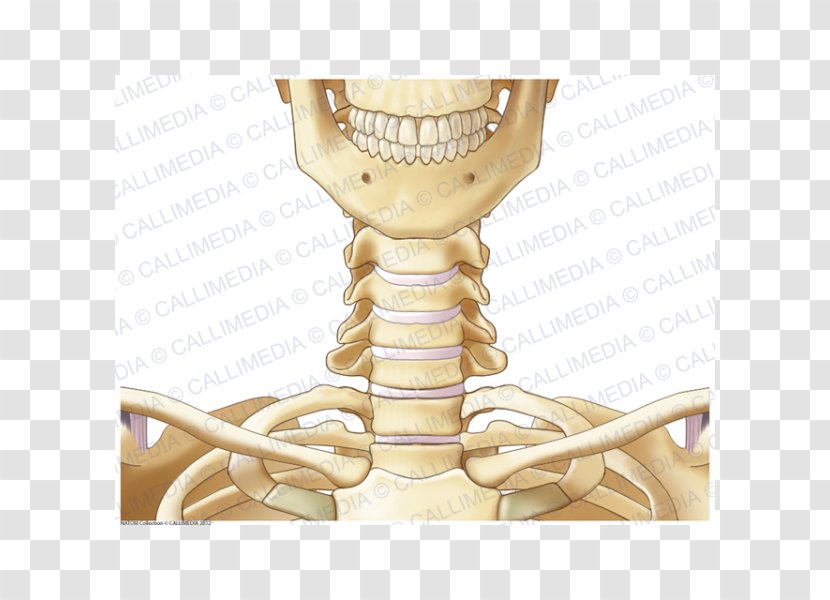 Joint Skeleton Bone Neck Anatomy - Tree Transparent PNG