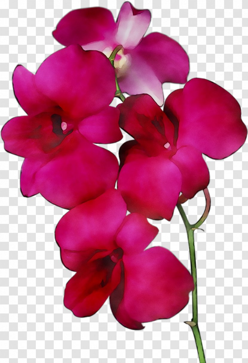 Moth Orchids Cut Flowers Pink M Herbaceous Plant - Dendrobium - Plants Transparent PNG