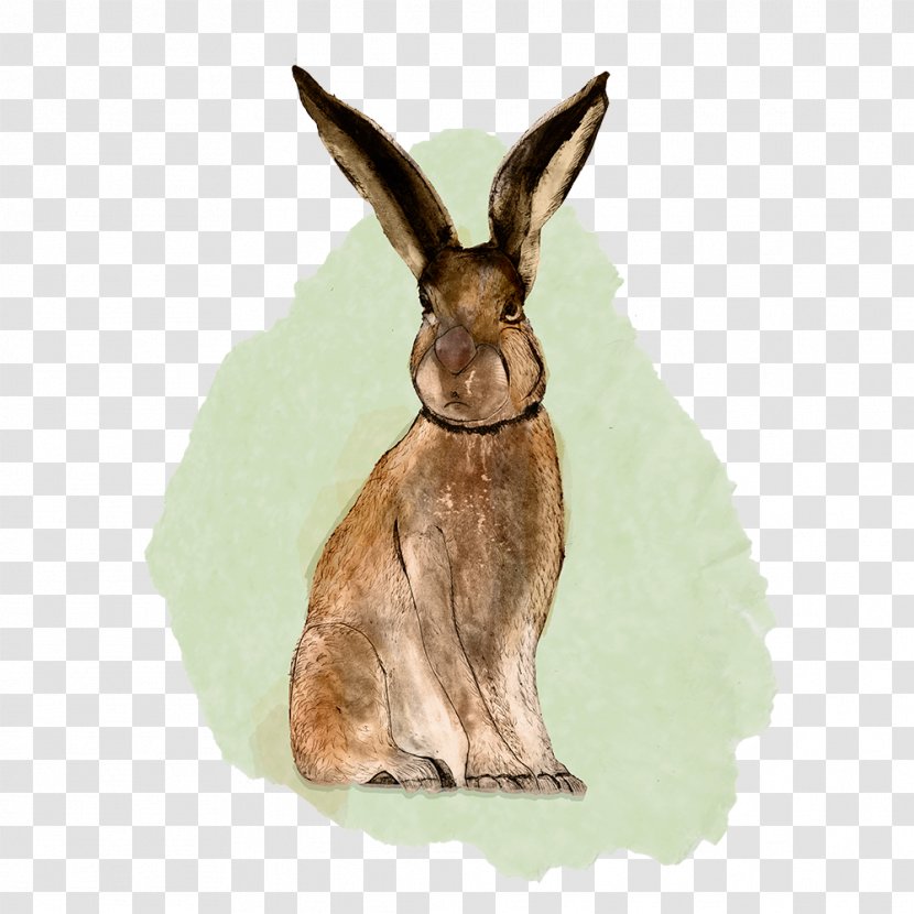 Domestic Rabbit Hare Macropodidae Wildlife - Terrestrial Animal Transparent PNG