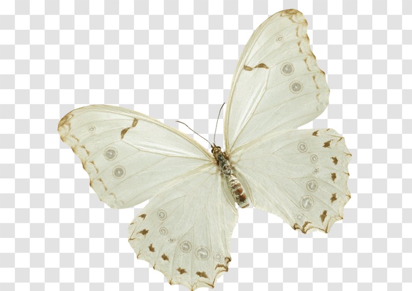 Butterfly Insect Clip Art - Moths And Butterflies - Papillon Transparent PNG