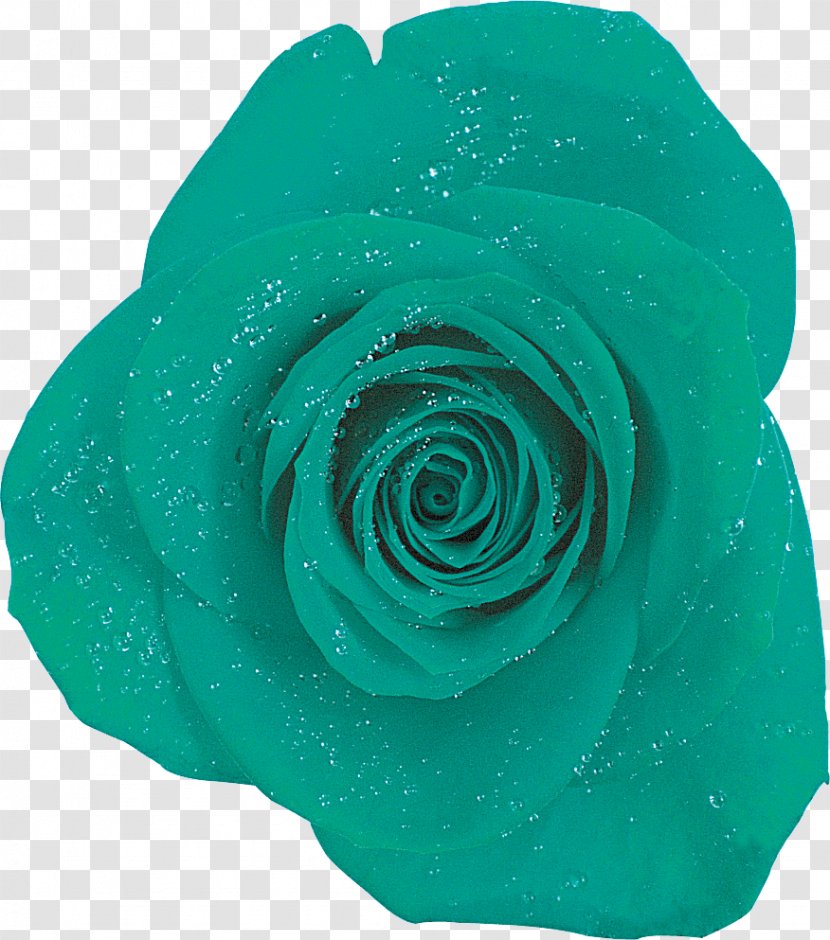 Garden Roses Blue Rose Turquoise - Cut Flowers Transparent PNG