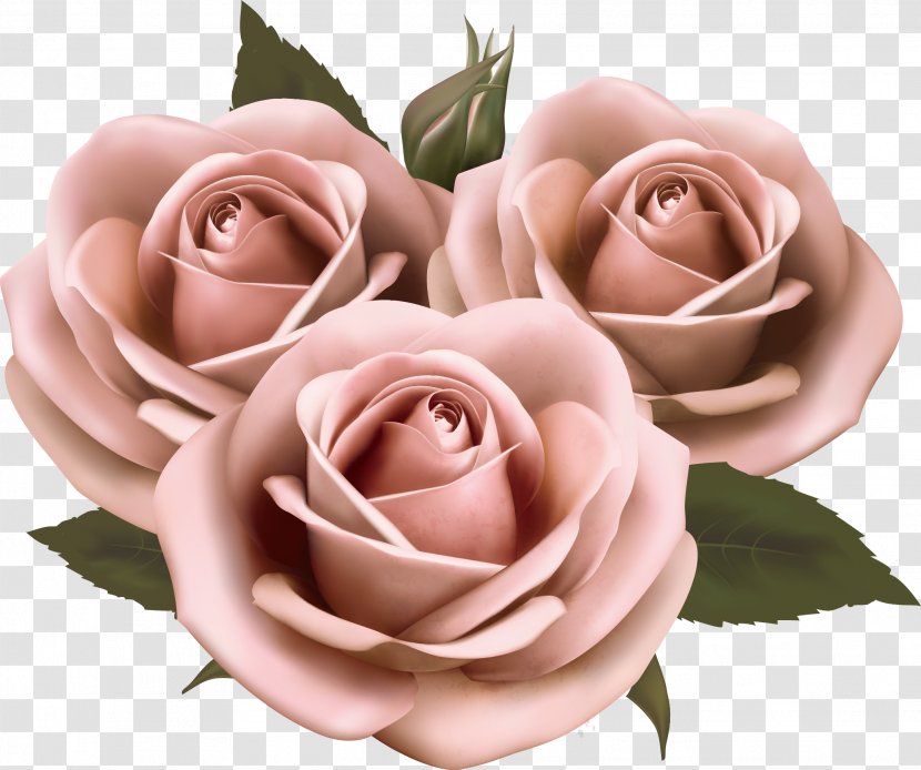 Flower Rose Pink Clip Art Garden Roses Blooming Flowers Transparent Png