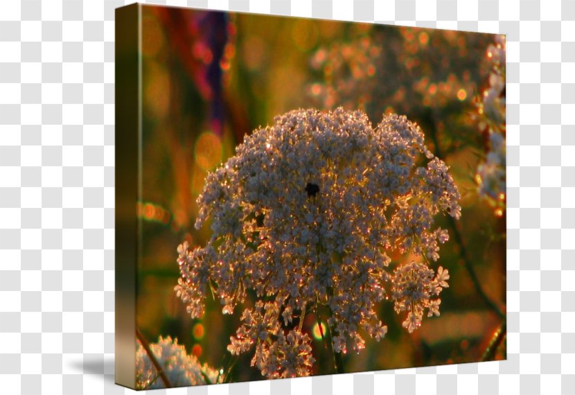 Flora Wildflower - Pollinator - Sunlit Transparent PNG