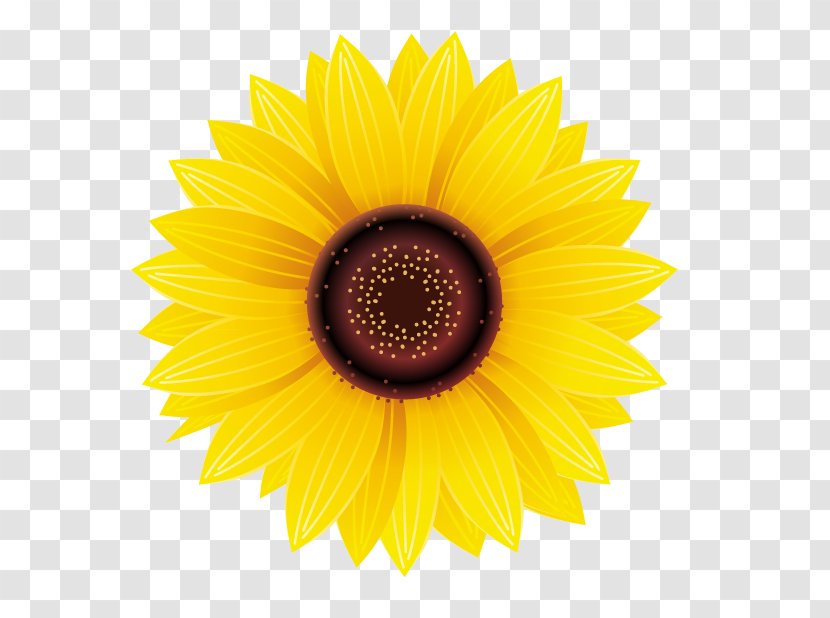 Common Sunflower Sticker Decal Yellow - Plant Transparent PNG