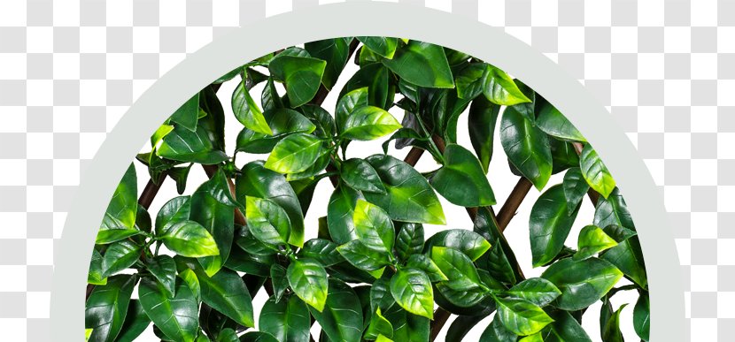 Garden Fence Hedge EasyHedging Instant Artificial Hedging Trellis, Screening Fencing, Transforms Unsightly Areas & Create Privacy In Minutes - Gardening - Fully Extendable To SuitFicus Transparent PNG