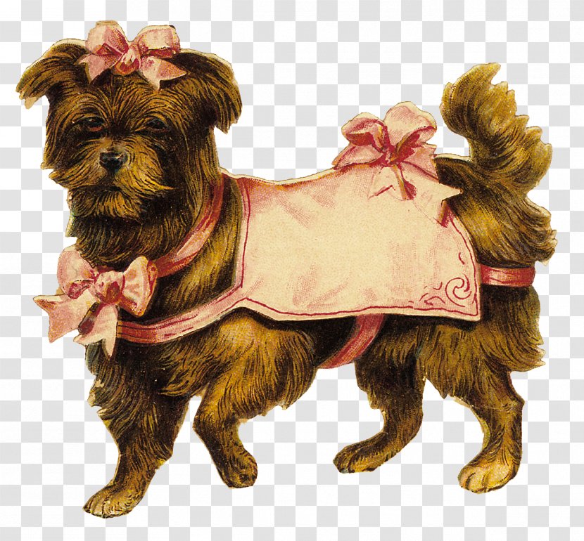 Dog Clothes Yorkshire Terrier Cairn Companion - Rare Breed Transparent PNG