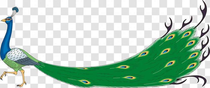 Peafowl Drawing Clip Art - Beak - Peacock Clipart Transparent PNG