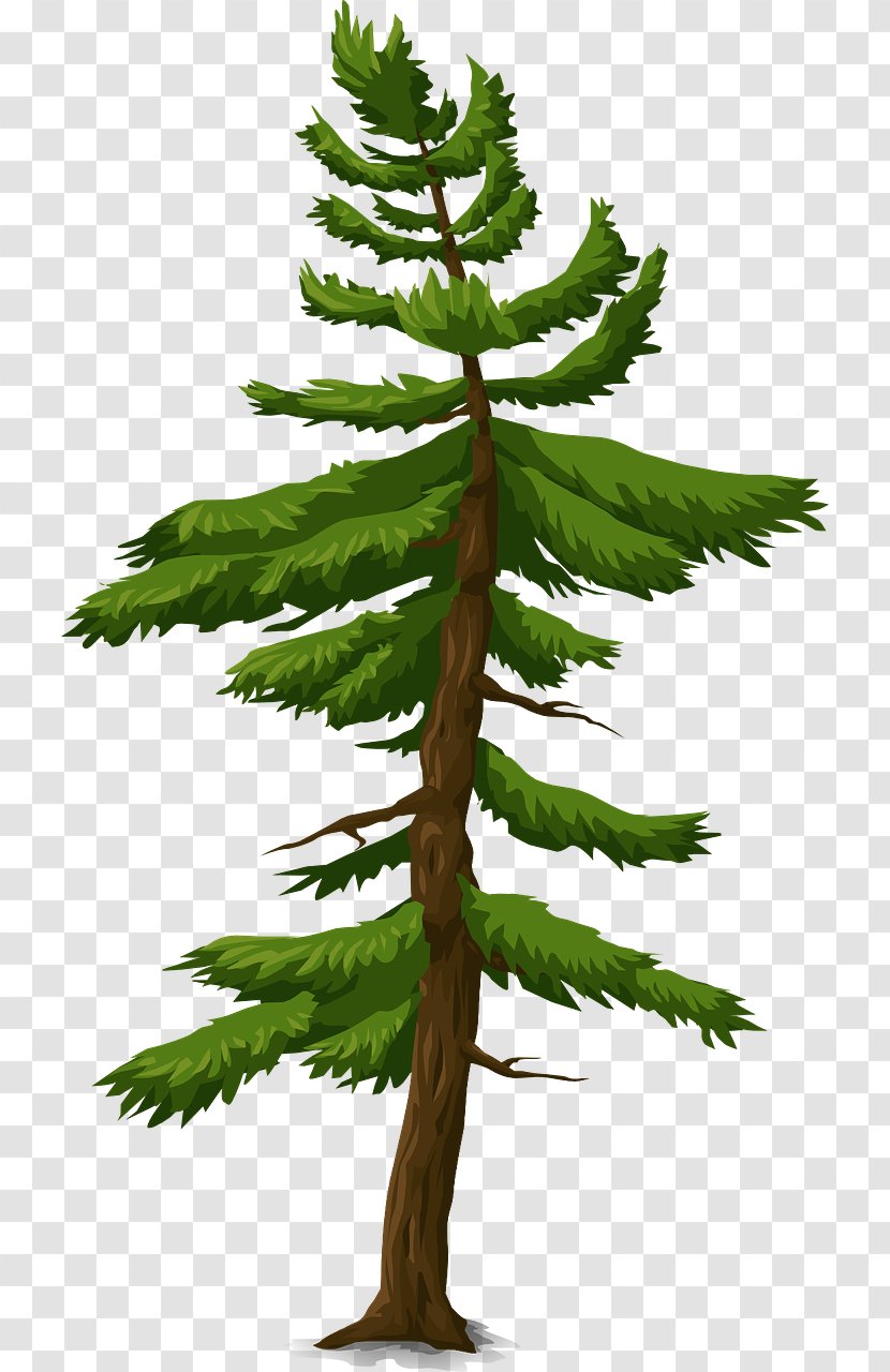 Fir Spruce Information Tree Pine Transparent PNG