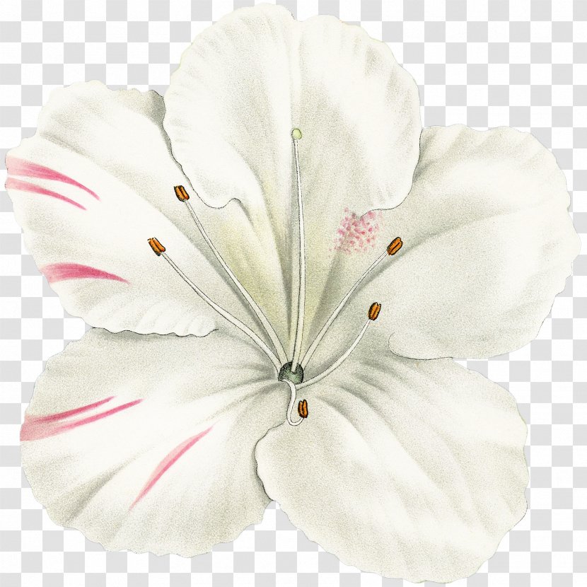 Geraniales Cut Flowers - Plant - Azalea Button Transparent PNG