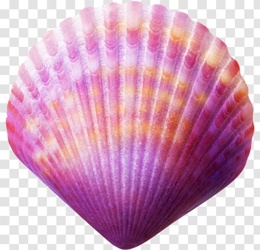 Seashell Purple Clip Art Transparent PNG