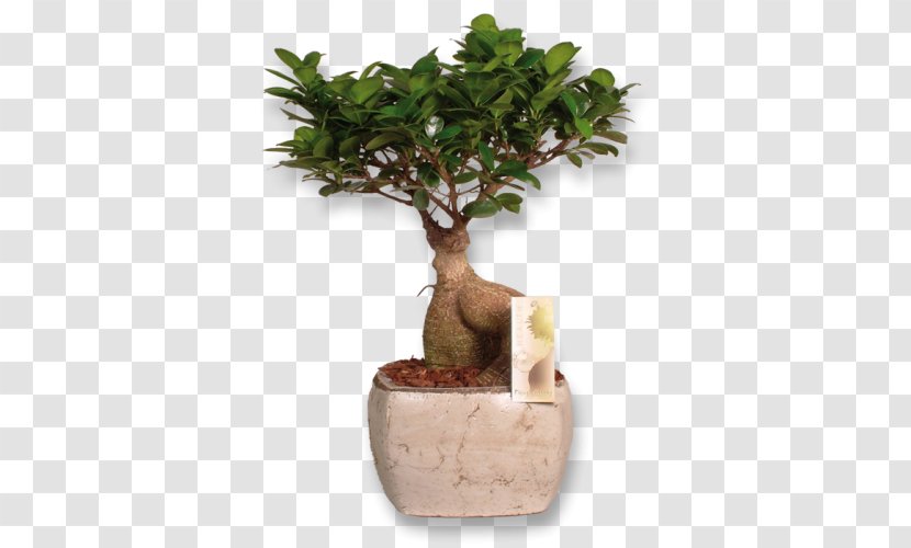 Ficus Retusa Weeping Fig Microcarpa Indoor Bonsai - Rubber - Ginseng Transparent PNG