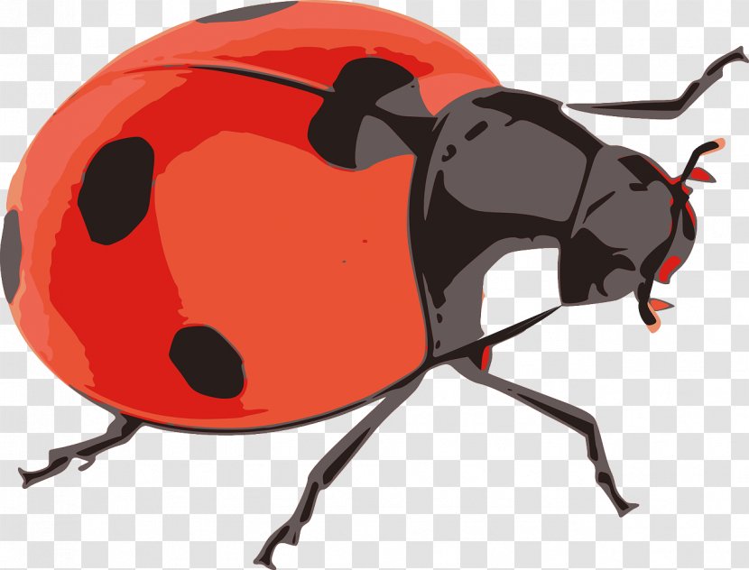 Beetle Ladybird Clip Art - Invertebrate - Ladybug Transparent PNG