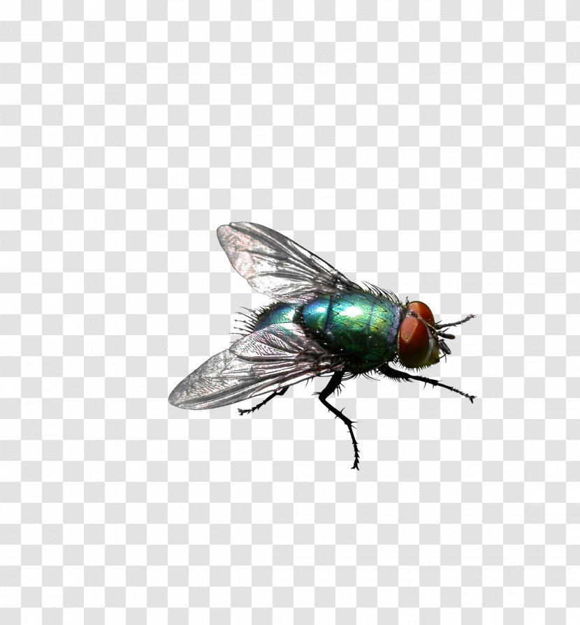 Insect Housefly Stable Fly Pest Control - Blow Flies - Green Transparent PNG