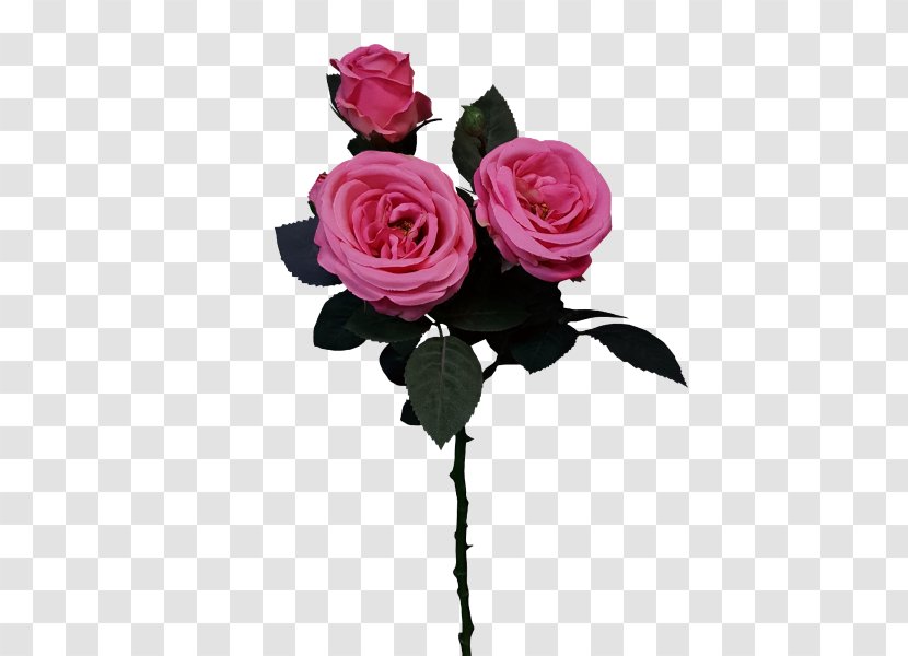 Garden Roses Cabbage Rose Floral Design Cut Flowers - Magenta - Flower Transparent PNG