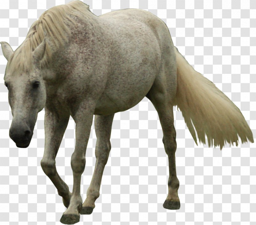 Andalusian Horse Friesian Mustang Mare Stallion - Wildlife - White Transparent PNG