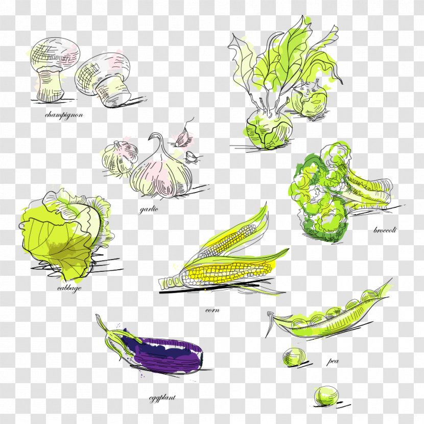 Vegetable Broccoli Pea Illustration - Floral Design - Vegetables Transparent PNG