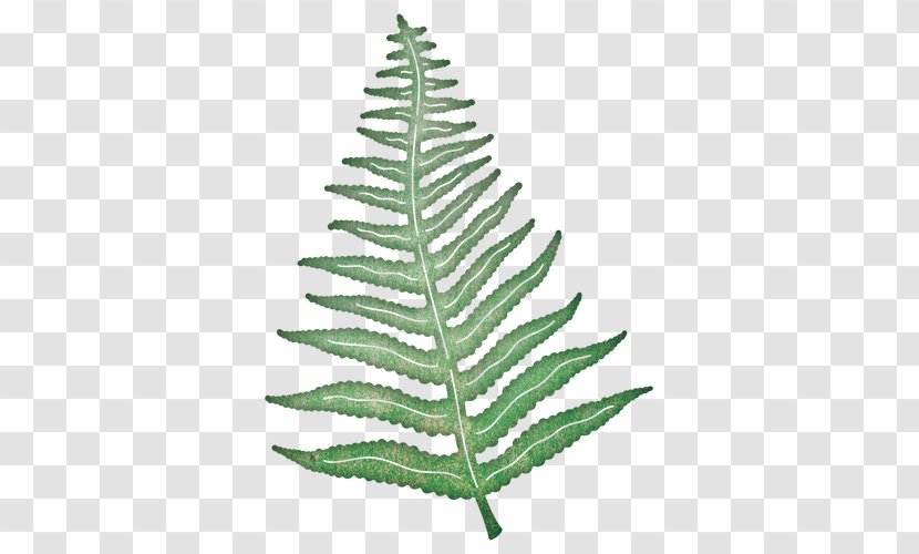 Leaf Fern Paper Cheery Lynn Designs Die - Ferns And Horsetails Transparent PNG