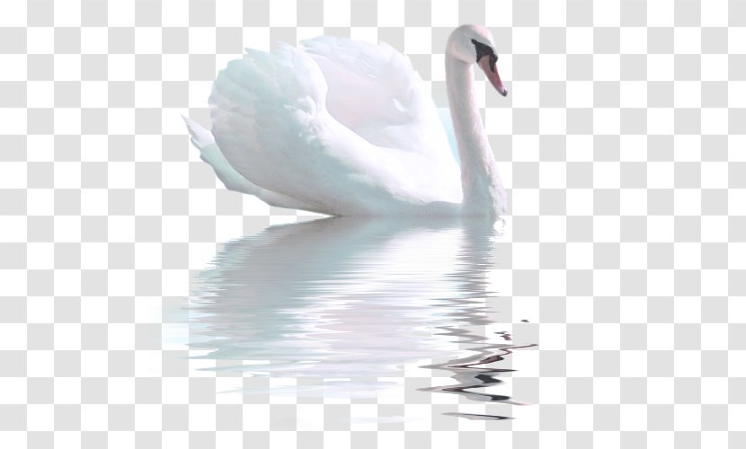 Cygnini Water Stock Photography Beak - Bird Transparent PNG