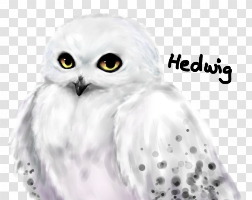 Owl Wildlife - Harry Potter Transparent PNG