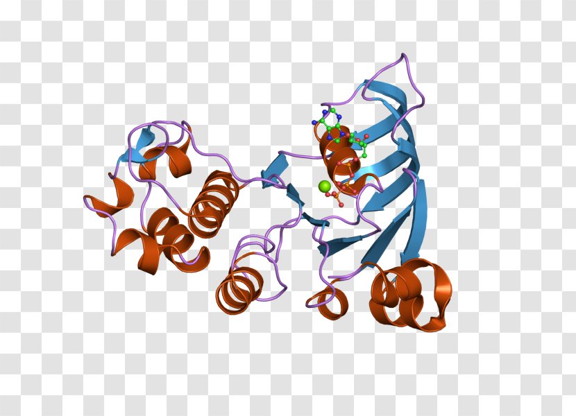 ABCC1 Food Multiple Drug Resistance Clip Art - Gene - Homo Sapiens Transparent PNG