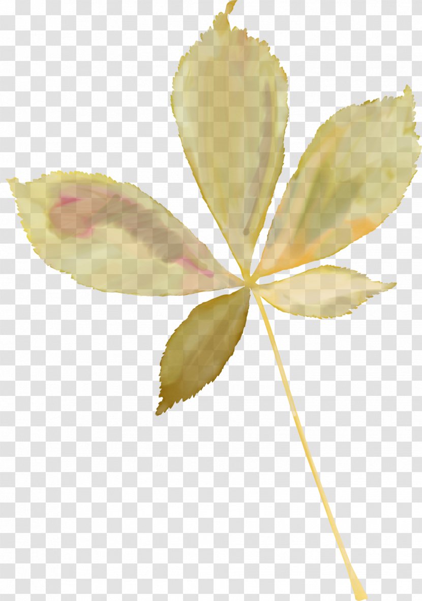 Leaf Petal Photography Clip Art Transparent PNG
