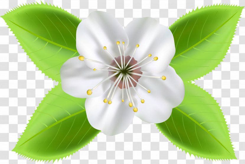 Desktop Wallpaper Clip Art - Picture Frames - Blooming Flowers Transparent PNG