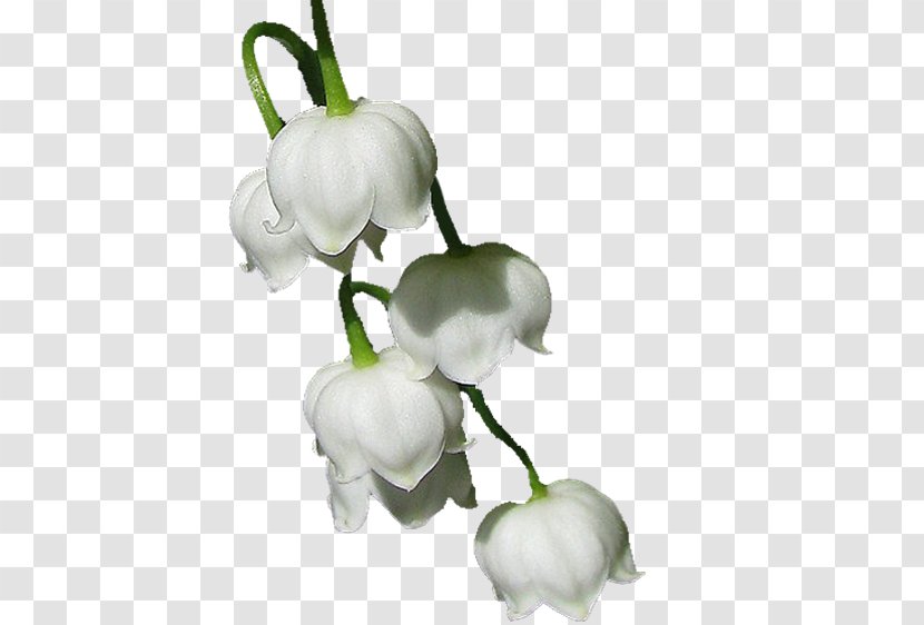 Lily Of The Valley Drawing Flowering Plant - Woman - Marie Claire Transparent PNG