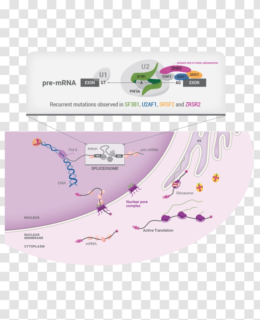 Cell Physiology Transformation Genome - Science - Biomedicine Transparent PNG