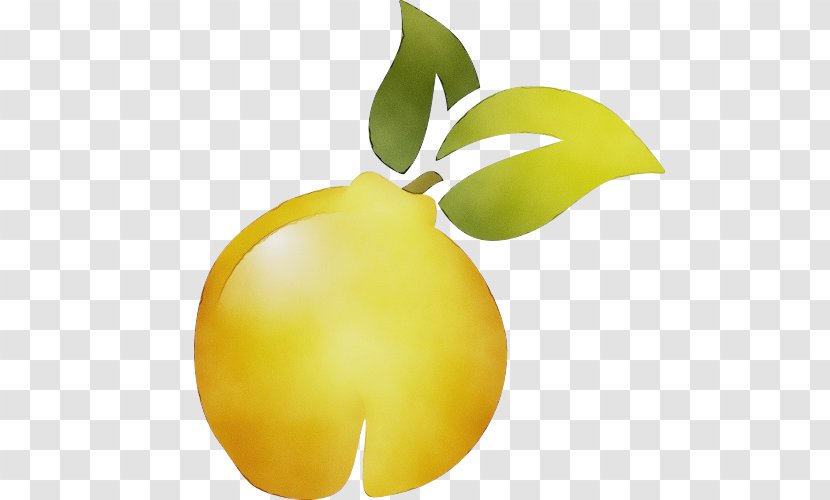 Lemon Tree - Fruit - Flower Transparent PNG