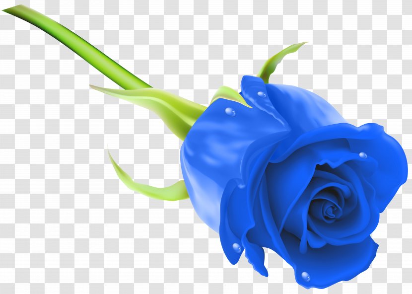 Blue Rose Flower Stock Photography Clip Art - Cut Flowers - Image Transparent PNG