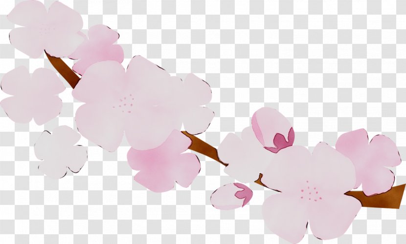 ST.AU.150 MIN.V.UNC.NR AD Pink M Cherry Blossom Cherries - Branch Transparent PNG