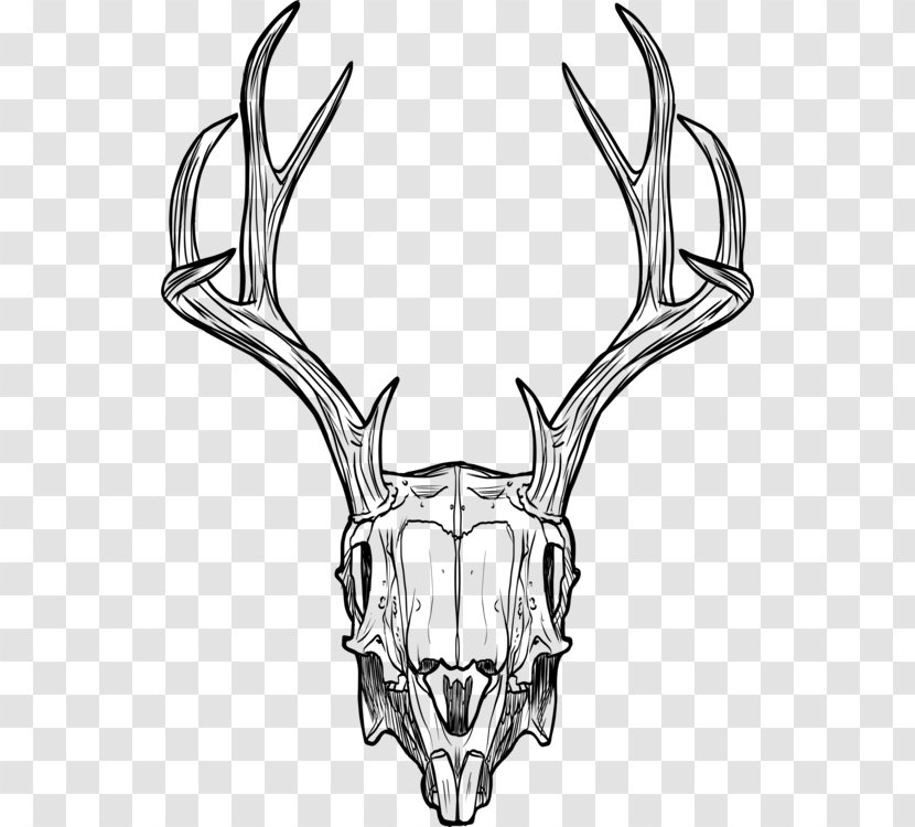 Horn Antler Line Art Snout Bone - Deer Elk Transparent PNG