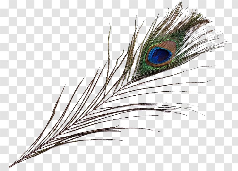 Feather Pavo Asiatic Peafowl Bird Beak - Allegro Transparent PNG