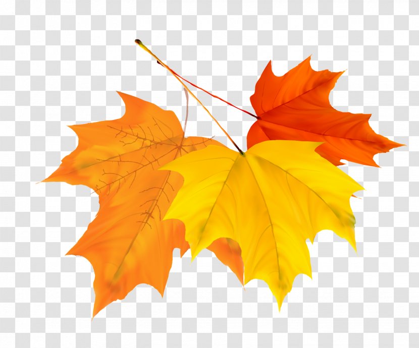 Qiufen Leaf Autumn Solar Term - Symmetry - Colorful Leaves Design Vector Material Transparent PNG