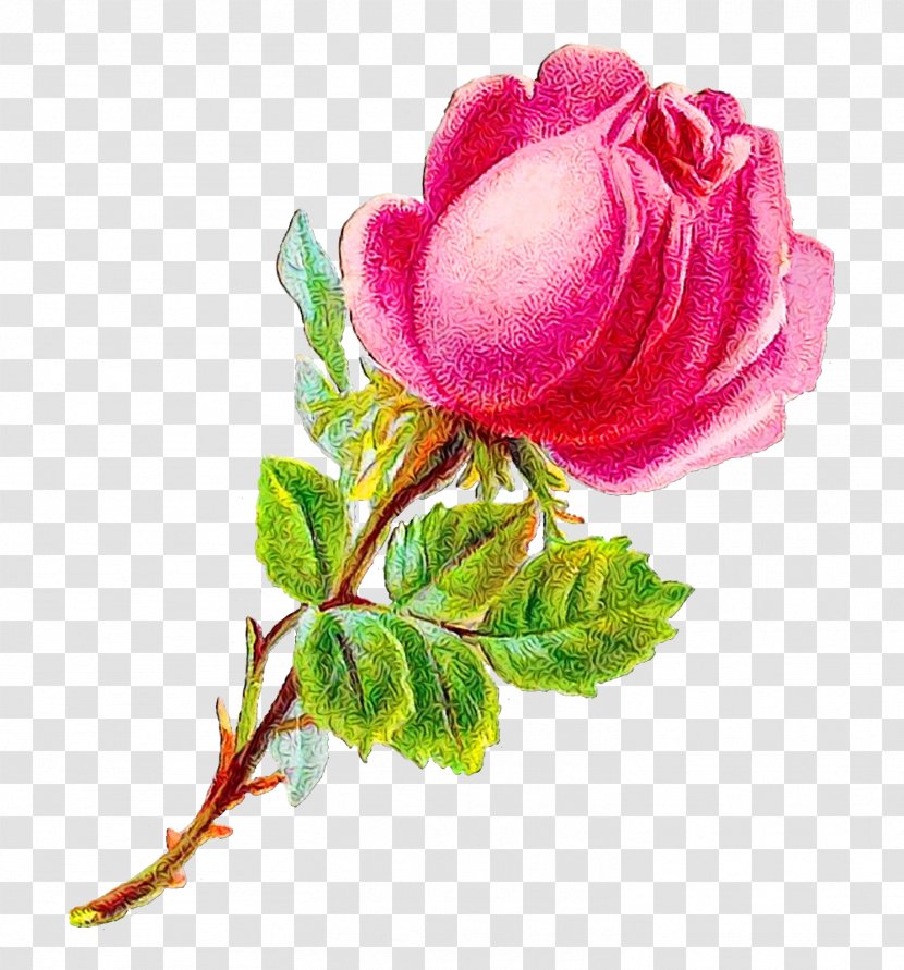 Watercolor Pink Flowers - Rose Family - Paint Rosa Rubiginosa Transparent PNG