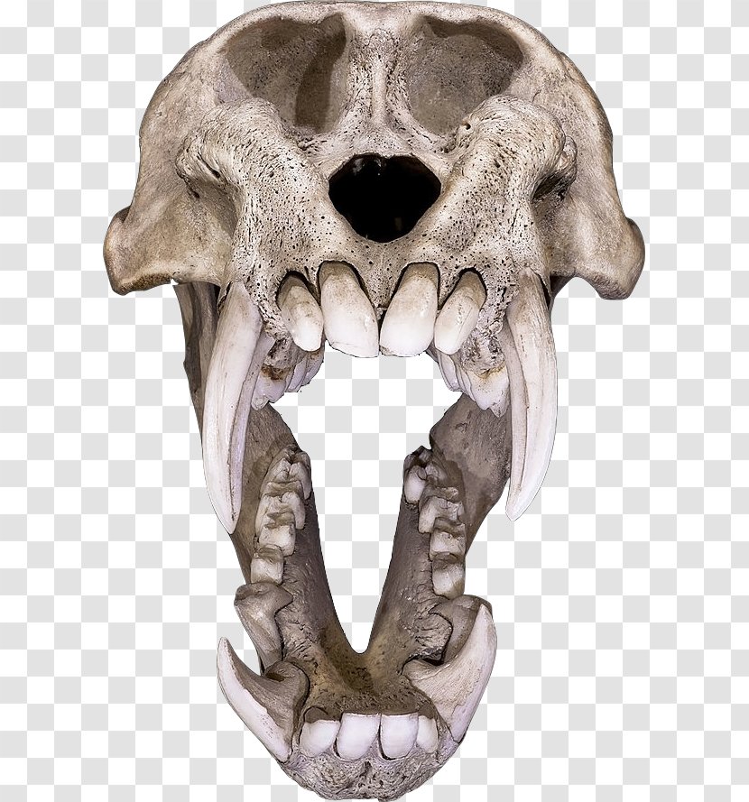 Skull Art Skeleton Human Symbolism Ape - Head Transparent PNG